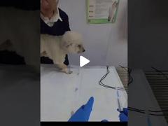 Como Colocar um Tubo Endotraqueal em Cães?
