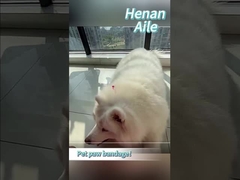 Como enfaixar a pata do seu animal de estimação?